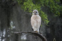 Red-shouldered Hawk (Buteo lineatus), Kissimmee Prairie Preserve State Park, Florida