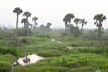 Wetland at dawn, Kissimmee Prairie Preserve State Park, Florida
