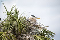 Great Blue Heron (Ardea herodias) on nest, Viera Wetlands, Florida