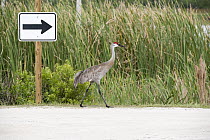 Sandhill Crane (Grus canadensis) near sign, Viera Wetlands, Florida