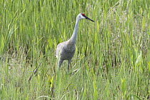 Sandhill Crane (Grus canadensis), Viera Wetlands, Melbourne, Florida