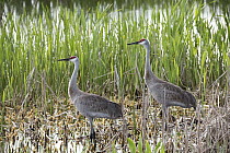 Sandhill Crane (Grus canadensis) pair, Viera Wetlands, Melbourne, Florida