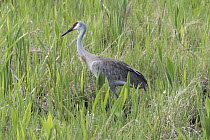 Sandhill Crane (Grus canadensis), Viera Wetlands, Ritch Grisson Facility, Melbourne, Florida