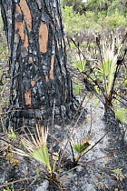 Palms and tree, Merritt Island National Wildlife Refuge, Florida
