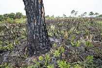 Palms and tree, Merritt Island National Wildlife Refuge, Florida