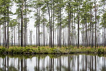 Longleaf Pine (Pinus palustris) forest, Okefenokee National Wildlife Refuge, Georgia