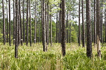 Longleaf Pine (Pinus palustris) forest, Okefenokee National Wildlife Refuge, Georgia