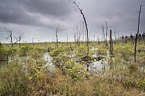 Swamp, Okefenokee National Wildlife Refuge, Georgia
