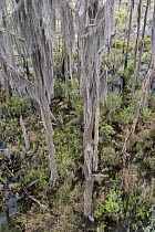 Bald Cypress (Taxodium distichum) grove with Spanish Moss (Tillandsia usneoides), Okefenokee National Wildlife Refuge, Georgia