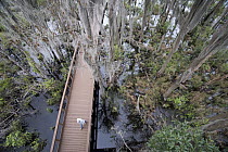 Boardwalk through swamp, Okefenokee National Wildlife Refuge, Georgia