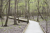Boardwalk through trees in swamp, Congaree National Park, South Carolina