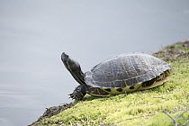 Eastern River Cooter (Pseudemys concinna), North Carolina