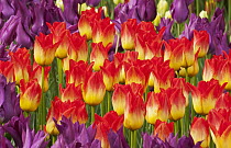 Tulip (Tulipa sp) flowers, Skagit Valley, Washington