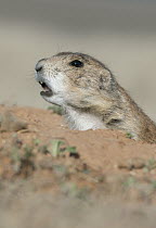 Black-tailed Prairie Dog (Cynomys ludovicianus) giving alarm call at burrow entrance, Devils Tower National Monument, Wyoming