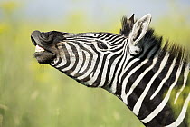 Burchell's Zebra (Equus burchellii) flehming, Rietvlei Nature Reserve, South Africa