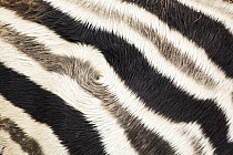 Burchell's Zebra (Equus burchellii) stripes, Rietvlei Nature Reserve, South Africa
