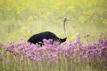 Ostrich (Struthio camelus) male in Pompom Weed (Campuloclinium macrocephalum), Rietvlei Nature Reserve, South Africa
