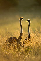 Ostrich (Struthio camelus) pair, Rietvlei Nature Reserve, South Africa