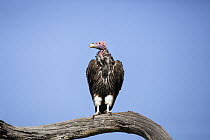 Lappet-faced Vulture (Torgos tracheliotus), Kruger National Park, South Africa