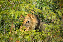 African Lion (Panthera leo) male in thick bush, Kruger National Park, South Africa