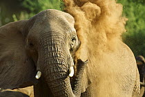 African Elephant (Loxodonta africana) dust bathing, Kruger National Park, South Africa