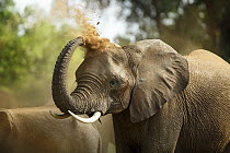 African Elephant (Loxodonta africana) dust bathing, Kruger National Park, South Africa