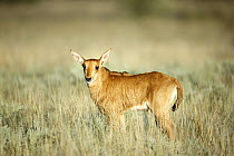 Sable Antelope (Hippotragus niger) calf, Mokala National Park, South Africa