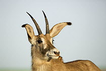 Roan Antelope (Hippotragus equinus), Mokala National Park, South Africa