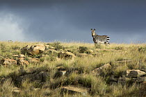 Mountain Zebra (Equus zebra) in savanna, Mountain Zebra National Park, South Africa