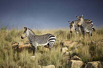 Mountain Zebra (Equus zebra) trio in savanna, Mountain Zebra National Park, South Africa