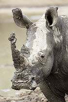 White Rhinoceros (Ceratotherium simum) covered with mud, Kruger National Park, South Africa