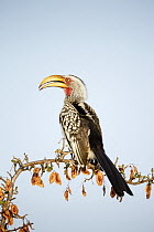 Eastern Yellow-billed Hornbill (Tockus flavirostris), Kruger National Park, South Africa