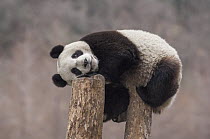Giant Panda (Ailuropoda melanoleuca) eighteen month cub on tree stump, Wolong National Nature Reserve, Sichuan, China