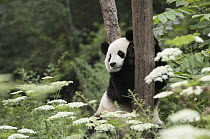 Giant Panda (Ailuropoda melanoleuca) three year old in forest, Wolong National Nature Reserve, Sichuan, China