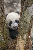Giant Panda (Ailuropoda melanoleuca) five month old cub, Bifengxia Panda Base, Sichuan, China