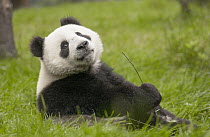 Giant Panda (Ailuropoda melanoleuca) eleven month old cub, Wolong National Nature Reserve, Sichuan, China