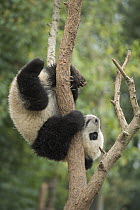 Giant Panda (Ailuropoda melanoleuca) eight month old cub in tree, Chengdu, Sichuan, China