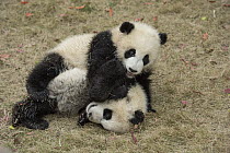 Giant Panda (Ailuropoda melanoleuca) eight month old cubs playing, Chengdu, Sichuan, China