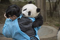 Giant Panda (Ailuropoda melanoleuca) eight month old cub being carried by keeper, Chengdu, Sichuan, China