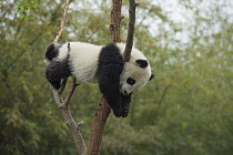Giant Panda (Ailuropoda melanoleuca) eight month old cub sleeping in tree, Chengdu, Sichuan, China