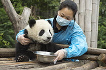 Giant Panda (Ailuropoda melanoleuca) eight month old cub being given water by keeper, Chengdu, Sichuan, China