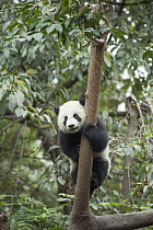 Giant Panda (Ailuropoda melanoleuca) seven month old cub in tree, Chengdu, Sichuan, China
