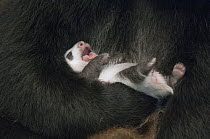 Giant Panda (Ailuropoda melanoleuca) four week old cub yawning in mother's arm, Wolong Nature Reserve, China