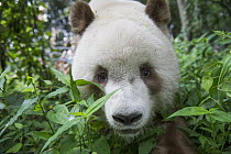 Giant Panda (Ailuropoda melanoleuca qinlingensis) brown and white morph, China