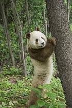 Giant Panda (Ailuropoda melanoleuca qinlingensis) brown and white morph, China