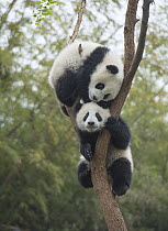 Giant Panda (Ailuropoda melanoleuca) eight month old cubs playing in tree, Chengdu, Sichuan, China