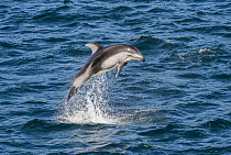 Pacific White-sided Dolphin (Lagenorhynchus obliquidens) leaping, Vancouver Island, British Columbia, Canada