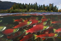 Sockeye Salmon (Oncorhynchus nerka) group migrating upstream, Adams River, Roderick Haig-Brown Provincial Park, British Columbia, Canada