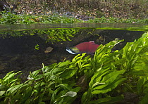 Sockeye Salmon (Oncorhynchus nerka) migrating upstream, Adams River, Roderick Haig-Brown Provincial Park, British Columbia, Canada