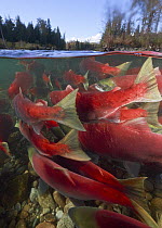 Sockeye Salmon (Oncorhynchus nerka) group migrating upstream, Adams River, Roderick Haig-Brown Provincial Park, British Columbia, Canada